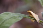 Rhodometra sacraria