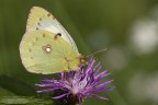 E' la prima volta che vedo una Colias crocea met bianca met gialla. Forse un incrocio? Ma.

f8  1/400  Iso 200  ob. 180  -2/3 EV  cavalletto