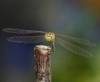 libellula libellula