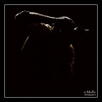 THE PHOTOGRAPHER THE PHOTOGRAPHER