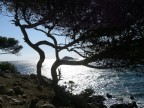 Bandol Bandol