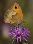 Satyrinae Satyrinae