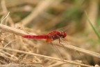 Libellula Libellula