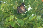 Pipistrello Pipistrello