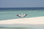 Airone alle Maldive Airone alle Maldive
