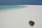 Cocco solo Cocco solo