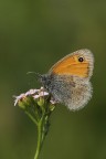Satyranae Satyranae