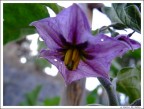 Flower 9