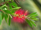 Flora ligure