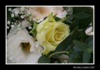 fiori fiori