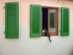 Gatto e colori Gatto e colori