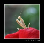 vanitosa...! vanitosa...!