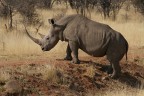 rino rino