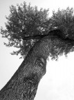 albero albero