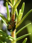 Mi sono dannato a cercare di riprendere bene questo coleottero che si  annidato tra il rosmarino di mia madre. Alla fine, due o tre penso si sono salvate. 1/125 sec. f/13, cavalletto. Nikon d50 con Tamron 90 SP. Grazie!