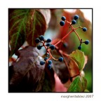 primi colori d'autunno primi colori d'autunno