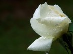 Sotto la pioggia.... una rosa Sotto la pioggia.... una rosa