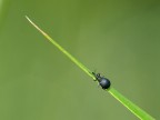 Difficle scalata