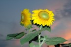 Sunflowers #2 Sunflowers #2