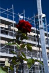 La Rosa La Rosa