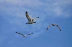 Seagulls Seagulls