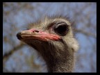 Lo struzzo Lo struzzo