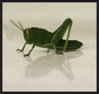 seconda cavalletta seconda cavalletta