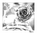 Esperimento Esperimento