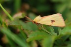 In attesa di dare un'occhiata alle foto fatte stamattina, propongo per oggi questa immagine, scattata circa un mese fa. Ne avevo postata una simile ma mi sono accorto di averne un'altra migliore. Nikon d50, Tamron 90 macro SP, 1/125 sec. f/6,7 disteso, gomiti saldamente appoggiati a terra. Spero vi piaccia.