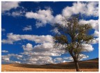 ......the lonely tree..... ......the lonely tree.....