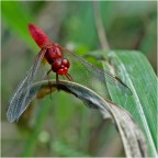 libellula rossa libellula rossa