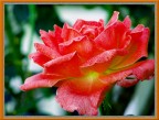 Rosa 2
