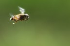 Volo Libero Volo Libero