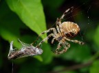 Spider and Grasshoper..:( Spider and Grasshoper..:(