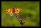 Melitaea didyma in controluce Melitaea didyma in controluce