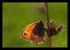 controluce (Coenonympha pamphilus) controluce (Coenonympha pamphilus)
