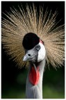 Gru coronata