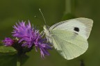 Una farfalla che mi ha fatto correre tutta l'estate, poi improvvisamente ne ho fotografate alcune. Tempo e sensibilit alti dovuti al vento.

f6,3  1/1600  Iso 400  ob. 180  - 1EV  cavalletto