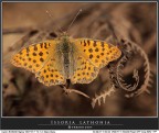 Issoria lathonia Issoria lathonia