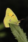 Colias Crocea Colias Crocea