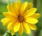fiore e l`insetto fiore e l`insetto