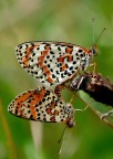 Nymphalidae ( accoppiamento ) Nymphalidae ( accoppiamento )