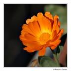 C O L O R I C O L O R I