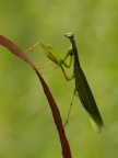 Mantide ultimissima Mantide ultimissima