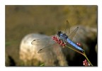 Orthetrum cancellatum Orthetrum cancellatum