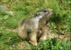 Marmotta Marmotta