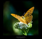 ......IN POSA ......IN POSA