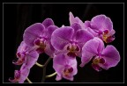 Orchidea nelle tenebre Orchidea nelle tenebre