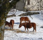 .... cavalli .... cavalli