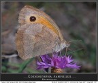 Coenonympha pamphilus Coenonympha pamphilus